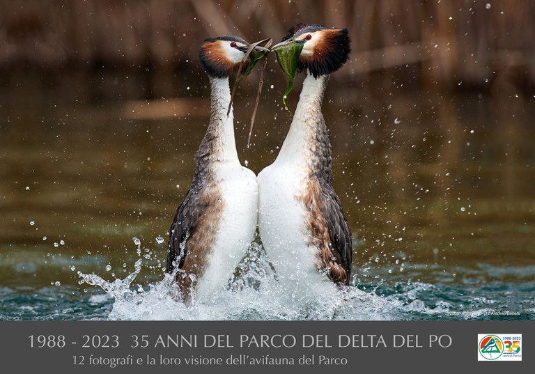 Svasso maggiore by Antonio Benetti 1988-2023 35 anni del Parco del Delta del Po-riproduzione vietata