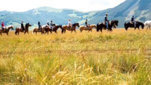 Horseback riding in Emilia-Romagna, from the Apennines to the beach