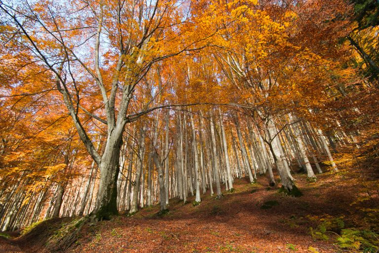 Autunno Slow nelle Parco Nazionale Foreste Casentinesi