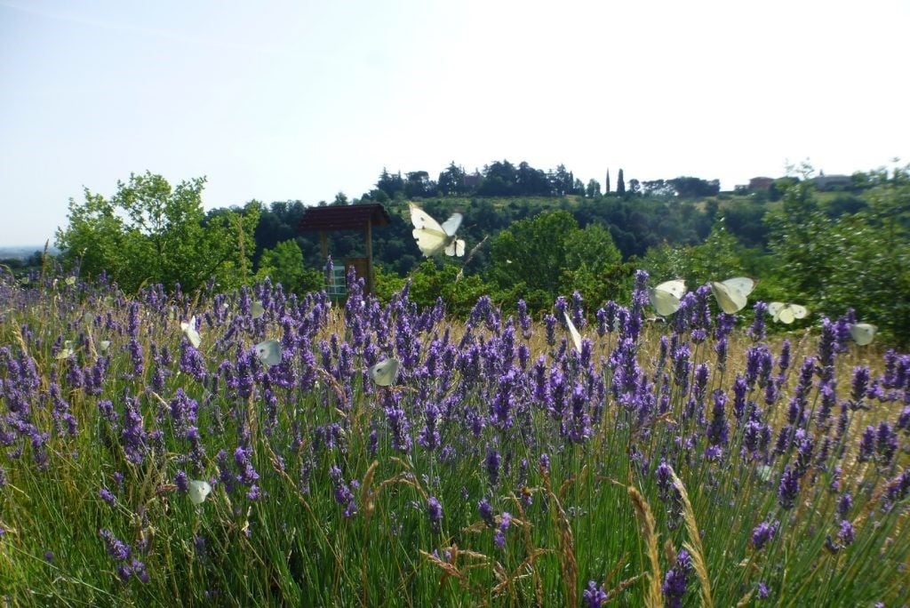 Oasi WWF Parco Belpoggio (Bologna) | Ph. WWF Bologna